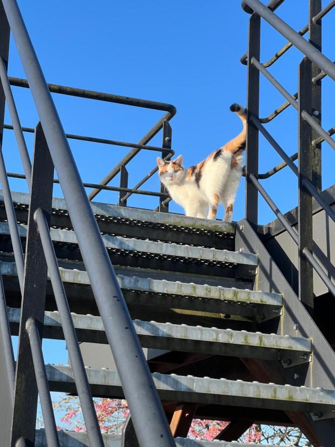 Hoeve Hooierzele Waasmunster Eksteriør bilde
